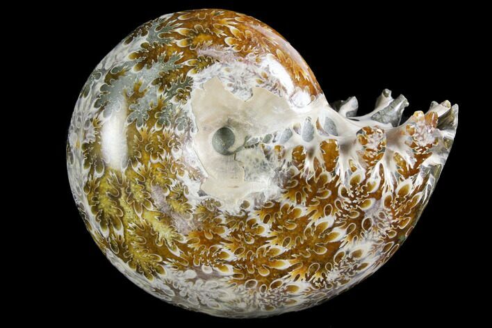 Polished, Agatized Ammonite (Phylloceras?) - Madagascar #149195